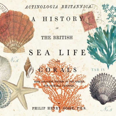 Салфетки для декупажа Sea Life, 125-1576 в магазине Арт-Леди
