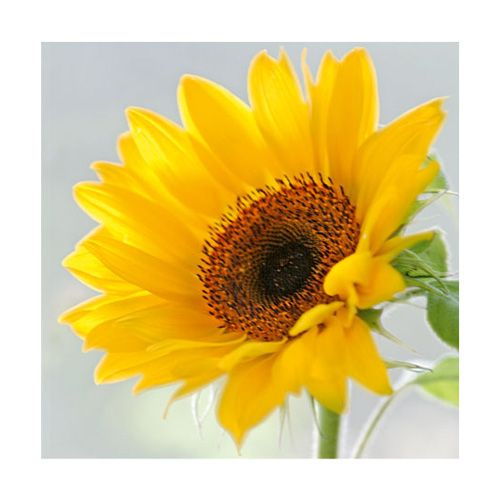 Салфетка трехслойная 33х33см Sunny Flower, 1 шт,  SDL440000 в магазине Арт-Леди